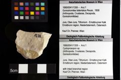 Foto (Objket + Etiketten) von Cycloprosopon sp. 